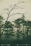 Japanese evening