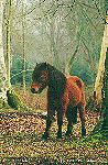 Lord of the forest