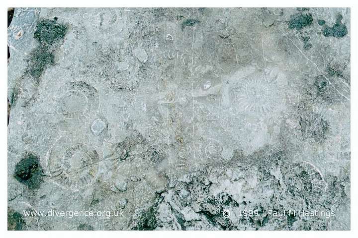 fossil3n.jpg (73830 bytes)