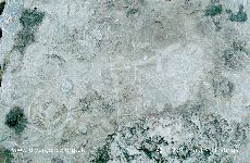 Fossil - 3