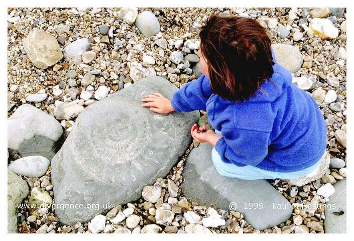 fossil4n.jpg (78078 bytes)