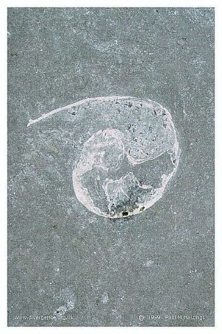 fossil6n.jpg (55073 bytes)