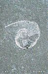 Fossil - 6