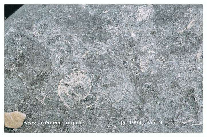 fossil7n.jpg (79500 bytes)