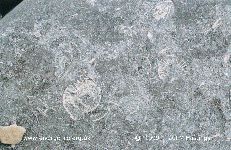 Fossil - 7