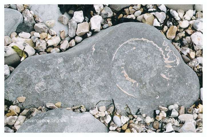 fossil8n.jpg (70250 bytes)