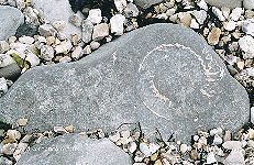 Fossil - 8
