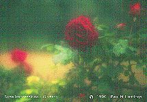 Rose impressions - Giverny